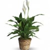 Potted peace lily plant with white blooms in a woven basket