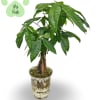 Select this 4" money tree with a unique braided stem. 