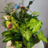 Basket of green potted foliage with decorative butterflies