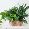 Gemini said
Bring a touch of timeless warmth to any home with the