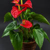 Red anthurium plant in a woven basket pot