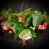 A beautiful big leaf Dragon Wing Begonia in a 10" hanging basket.