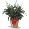Potted peace lily in a woven basket with a red bow