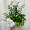 A mix of green plants planted in a basket appropriate for any