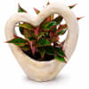 Potted plant in a heart-shaped cream planter