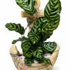 Potted tropical plant with striped green leaves in a decorative boat-shaped planter