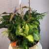 Basket of assorted green houseplants with butterfly decorations
