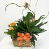 Basket garden with green plants, orange flowers, curly branches, and a decorative bird and bow.