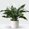Potted peace lily with white blooms in a white planter