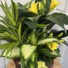Basket arrangement of yellow lilies and assorted green foliage