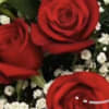 Red roses with small white filler flowers