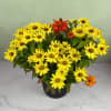 Potted arrangement of yellow and orange daisy-like flowers