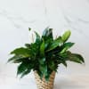 Potted peace lily in a woven basket planter