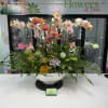 Orchid and succulent arrangement in a white bowl vase