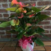 Potted anthurium plant with pink and green blooms and a pink ribbon