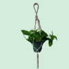 Hanging potted plant with trailing green leaves in a macrame hanger
