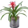 Potted bromeliad with red flower spike in a gray container