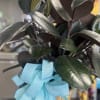 Potted rubber plant with glossy dark leaves and a blue ribbon in a woven basket