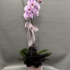 Soft pink orchid blooms paired with dramatic calathea leaves make this arrangement