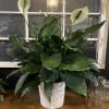 White peace lilies in a woven basket planter