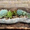 Succulent arrangement in a rustic stone planter with pebbles