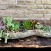 Succulent arrangement in a driftwood planter with pebbles