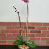 Potted pink phalaenopsis orchid with tall stems in a dark ceramic pot with stones