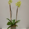 Pale yellow orchid plant with two tall flowering stems in a clear glass cube pot