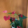 Potted anthurium plant with red blooms in a white pot