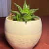 Small spotted succulent in a cream ceramic pot
