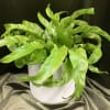 Green Plant in a metal container 