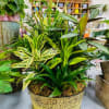 Mixed potted tropical plants in a decorative gold container