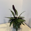 Potted calathea plant with long patterned leaves