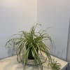 Potted spider plant with long striped leaves on a table