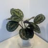 Potted plant with large variegated dark green leaves in a white pot