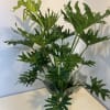 Potted plant with glossy, deeply lobed green leaves in a white container