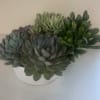 Bring natural beauty indoors with our 10" Succulent Garden, a stunning collection