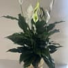 Our 8" Peace Lily in a Basket is a timeless green plant