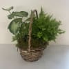Our 6" Classic Dish Garden features lush plants arranged in a classic