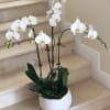 Tall white phalaenopsis orchid plant in a round white pot on indoor stone steps