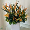 Orange bird of paradise flowers in a white square vase