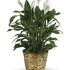 White peace lilies in a woven basket planter
