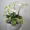 White orchids in a gray bowl with assorted succulents
