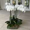 Very Chic large display of orchids Choice of various colors available, This