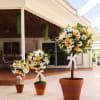 Three potted floral topiary arrangements with white daisies and yellow roses