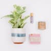 Potted plant with a candle, soap, and small bottle arranged beside it