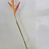 Single orange and red tropical flower in a clear glass vase