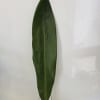Single large green tropical leaf in a clear glass vase