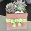 Succulent arrangement in a pink box with a green ribbon bow