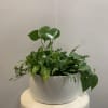 A lush green potted plant arrangement in a white container